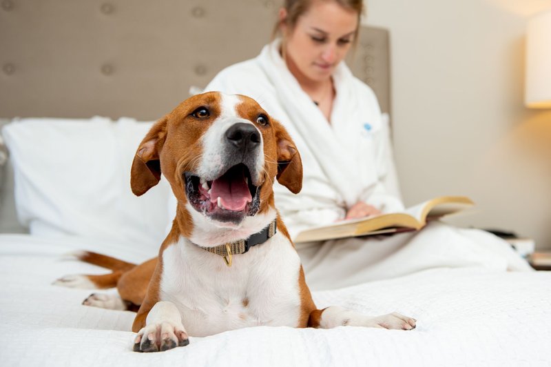 Pet Friendly - Mark Spencer Hotel