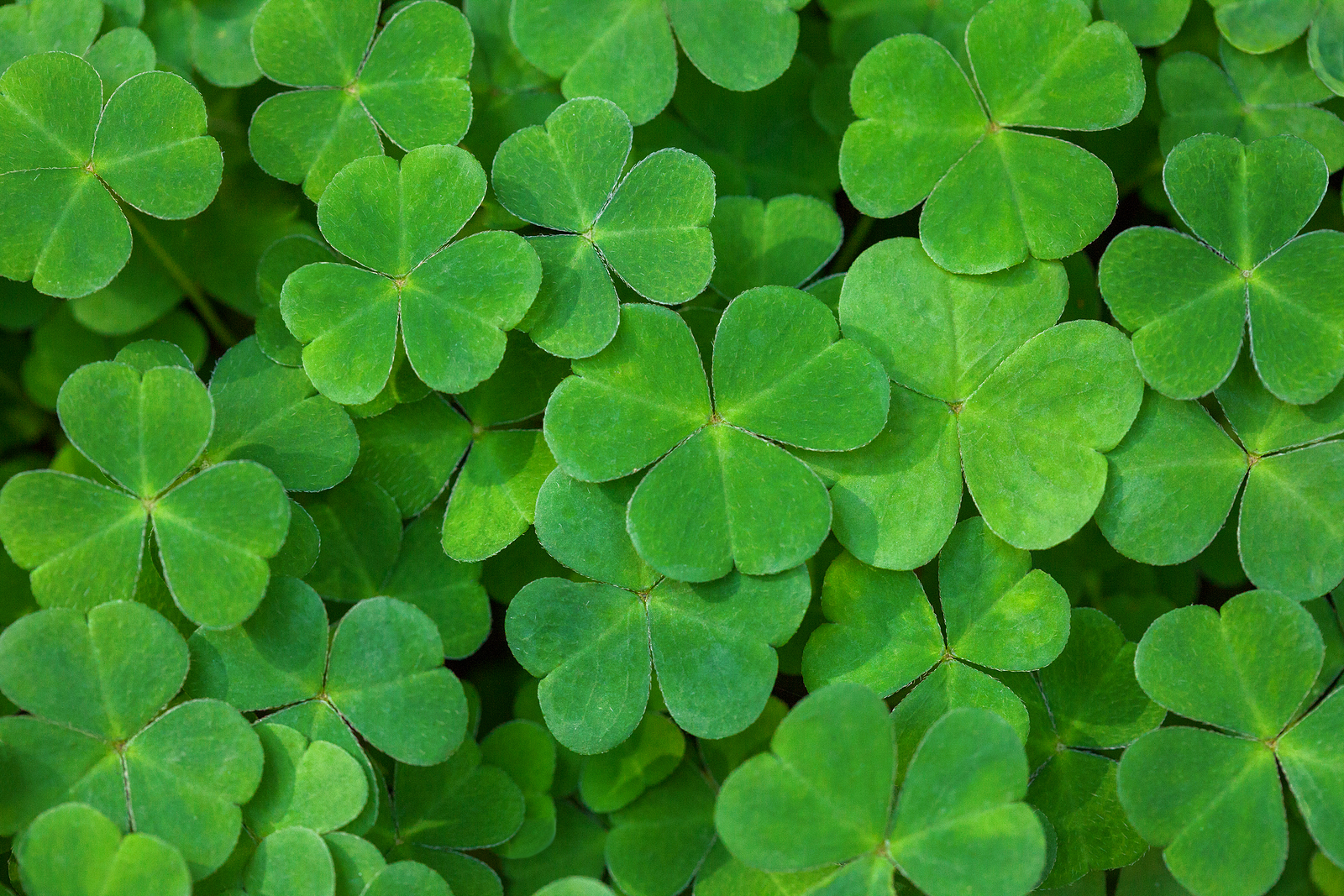 Green background with three-leaved shamrocks. St. Patrick's day holiday symbol.  Shallow DOF. Selective focus.